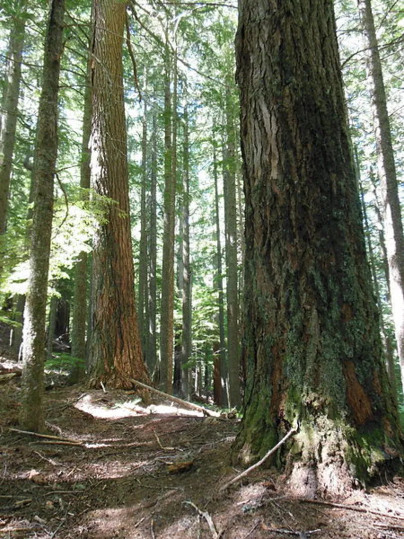 An image depicting the trail Sawtooth Trail via Hardesty Trail and its surrounding area.