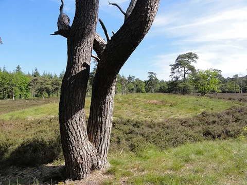 WaterReijkpad Loop