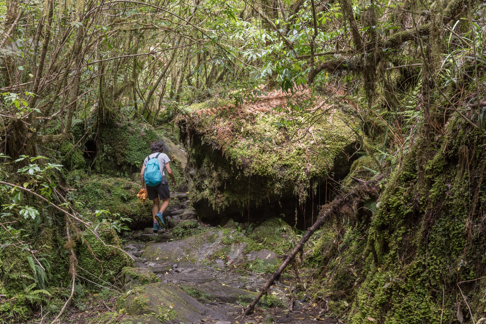 An image depicting the trail Roberts Point Track and its surrounding area.