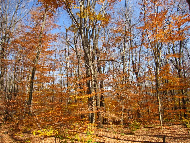 OgleTown North Loop Trail