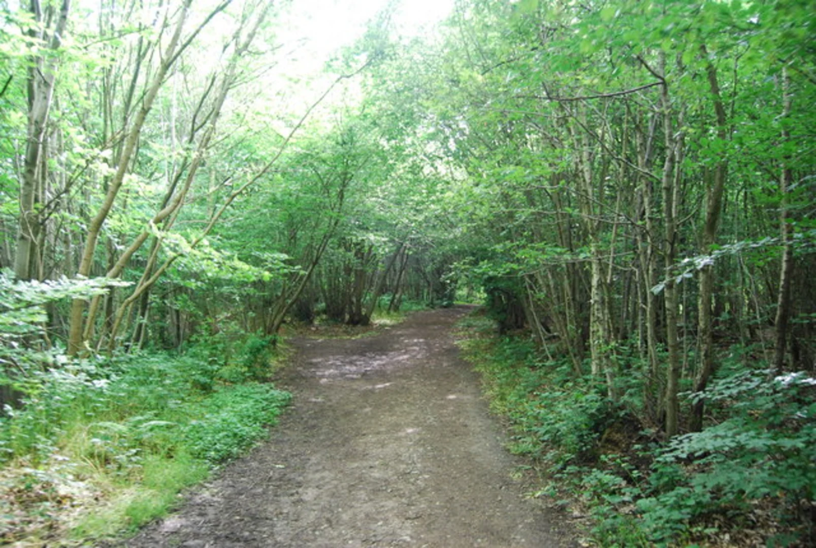 An image depicting the trail One Tree Hill Loop - Burnt Wood and its surrounding area.