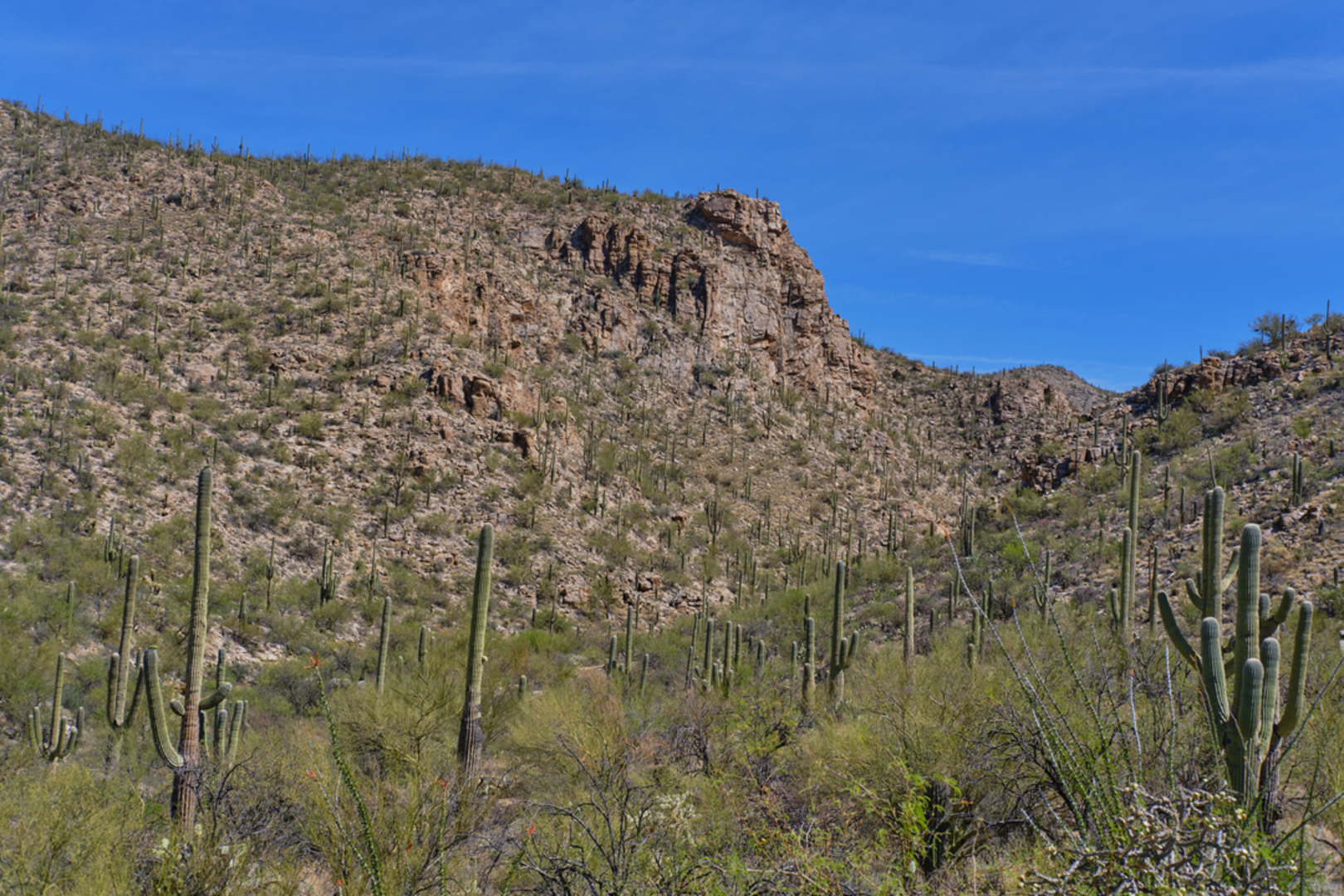 An image depicting the trail Agua Caliente Hill Trail and its surrounding area.