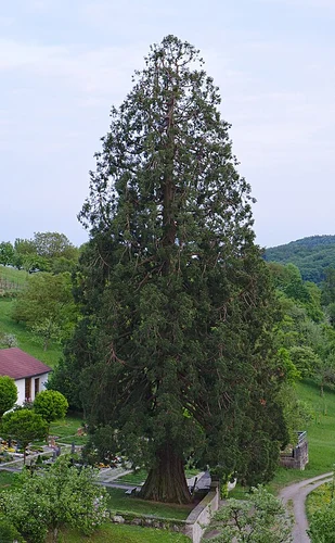 Mammutbaum via Am Burgberg