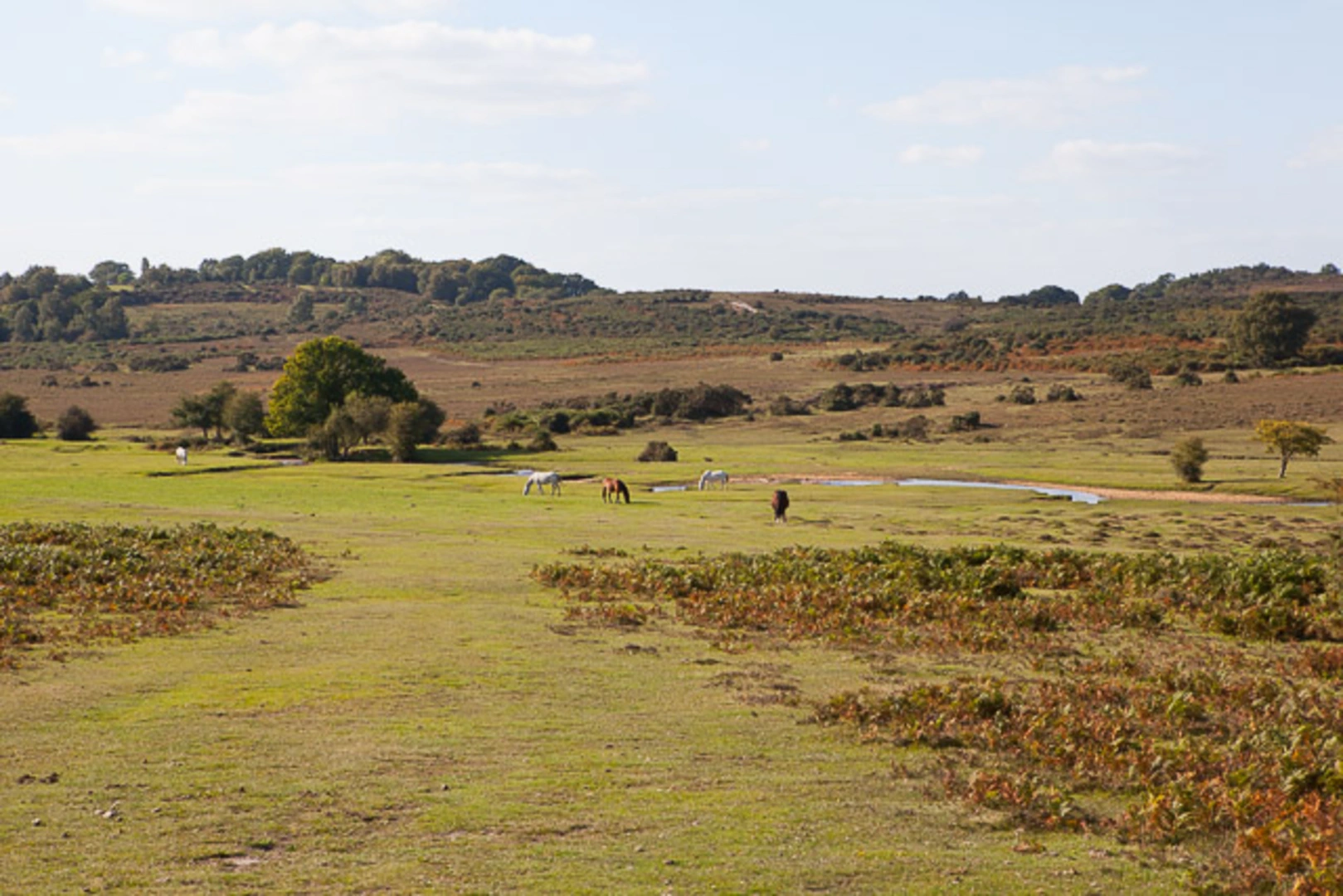 An image depicting the trail Windmill Hill and Thompson's Castle Loop and its surrounding area.