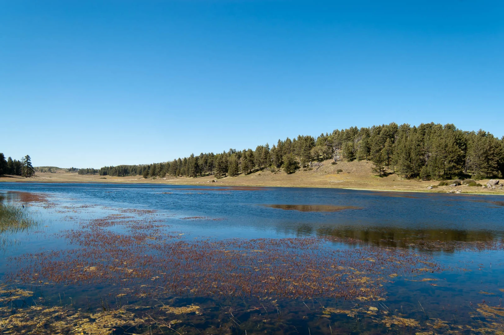 An image depicting the trail Water of the Woods, Big Laguna Lake Trail and Noble Canyon Trail and its surrounding area.