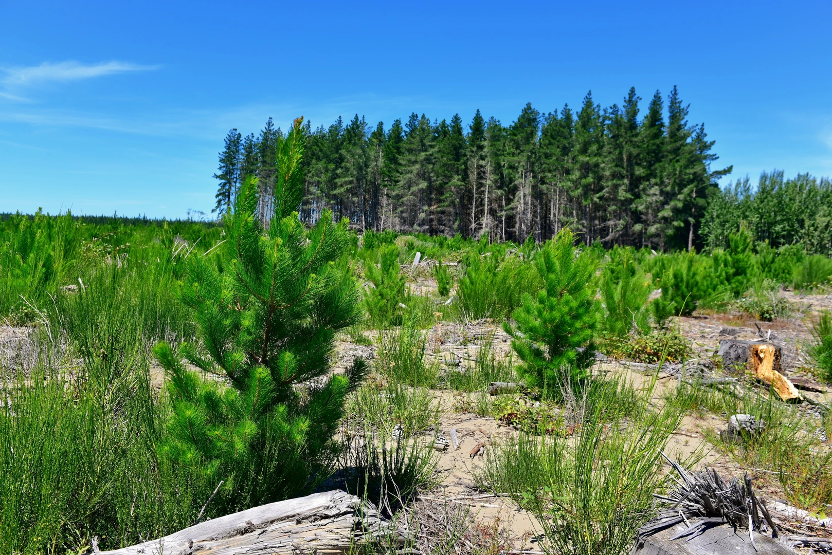 An image depicting the trail Bottle Lake Forest Blue Track and its surrounding area.