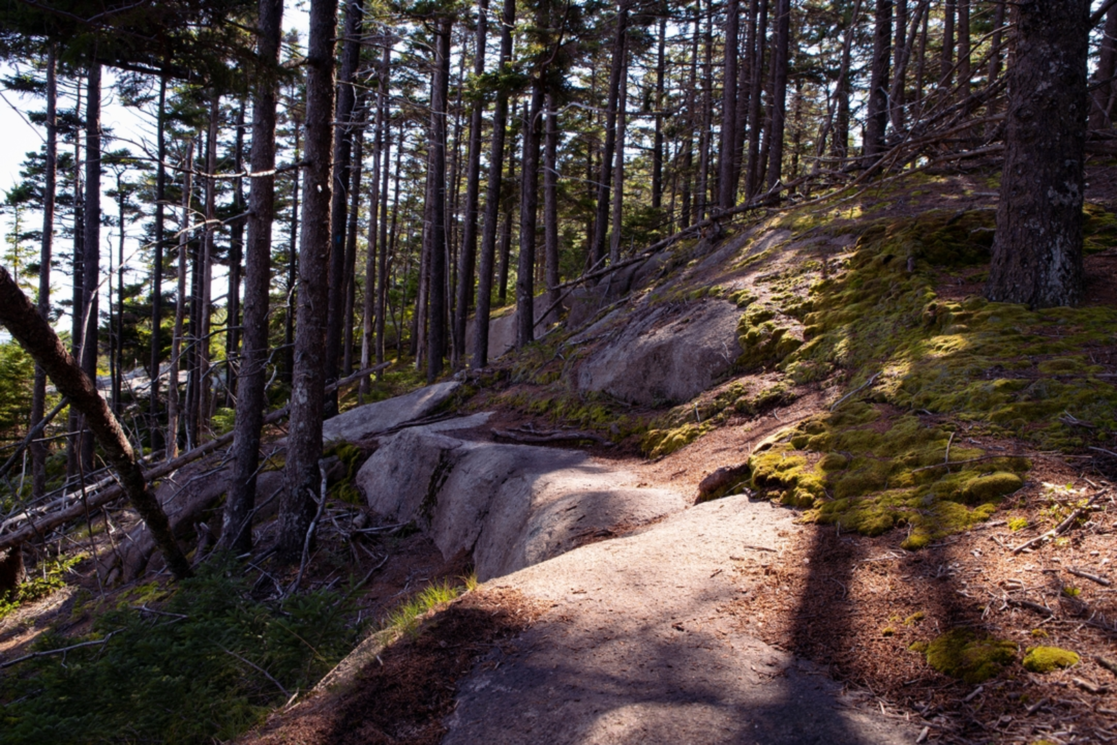 An image depicting the trail Mansell Mountain via Razorback Trail and its surrounding area.