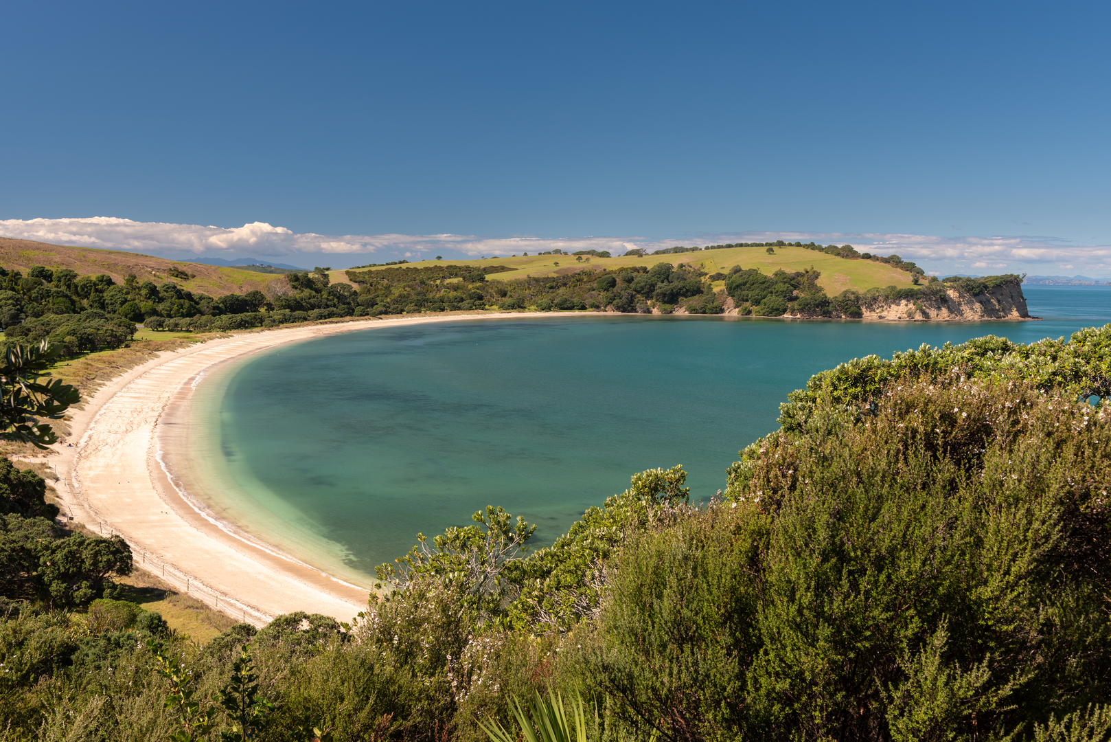An image depicting the trail Shakespear Tiritiri Path and its surrounding area.