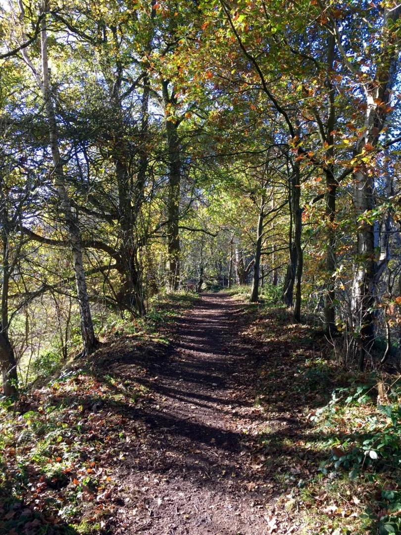 An image depicting the trail Hollinside Wood via Houghall Discovery Trail and its surrounding area.