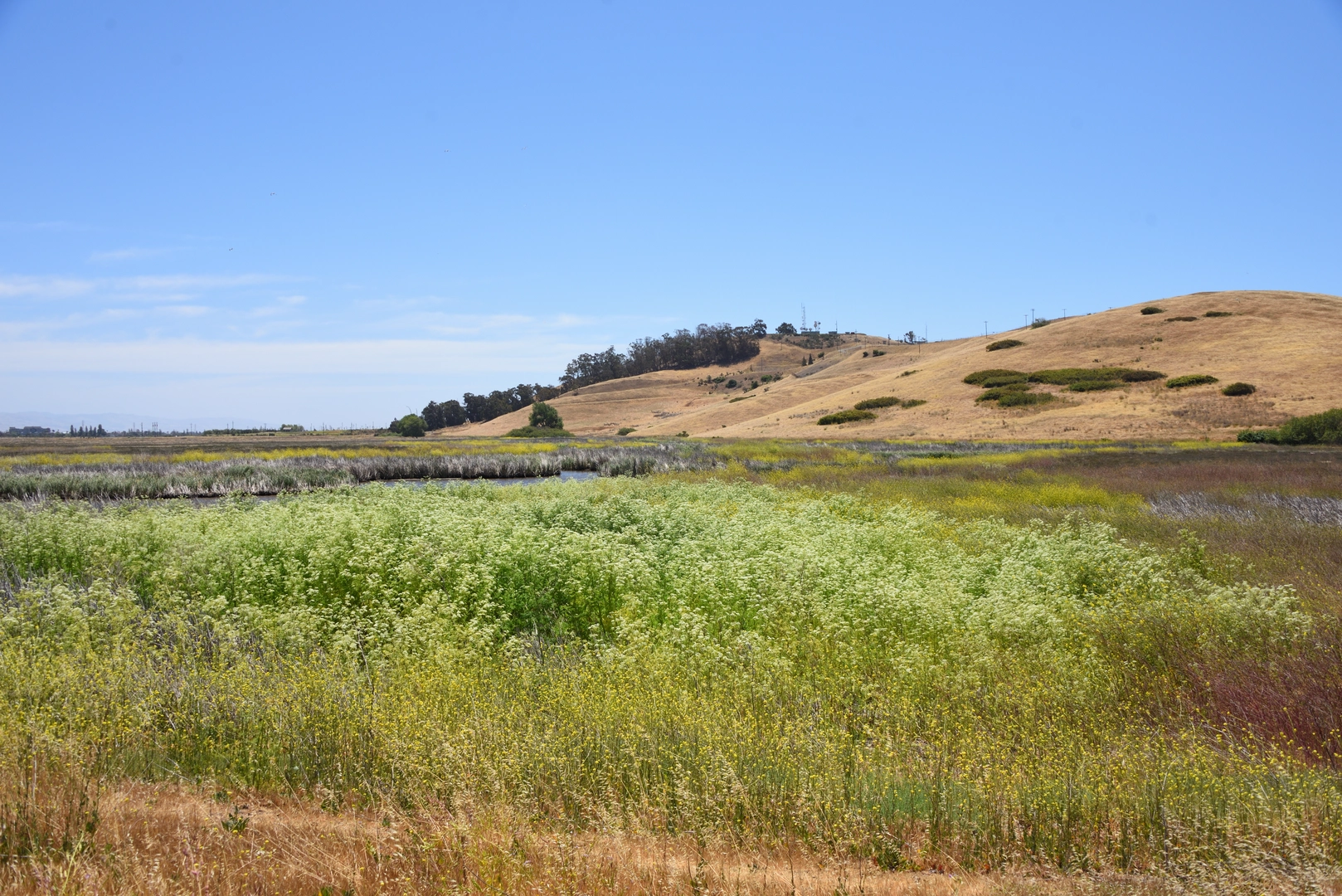 An image depicting the trail Red Hill via Coyote Hills Regional Park Loop and its surrounding area.