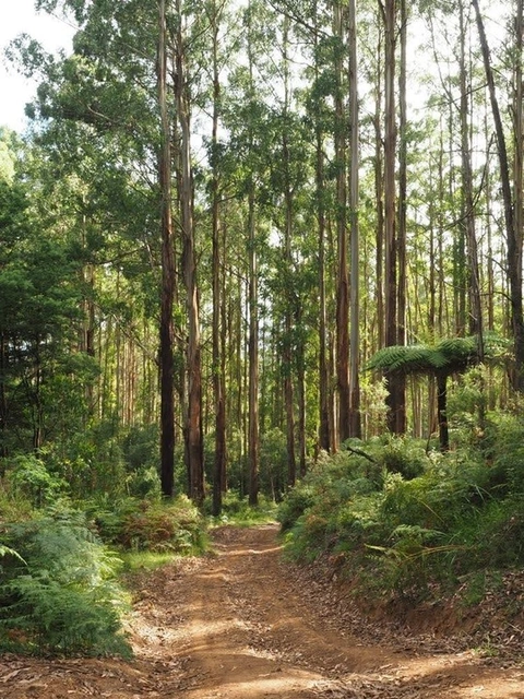 Monda Track