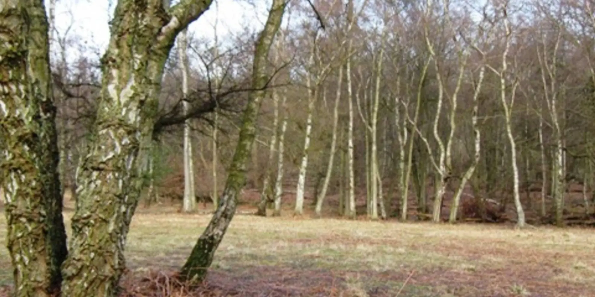 An image depicting the trail Ashridge - Foresters' Walk and its surrounding area.
