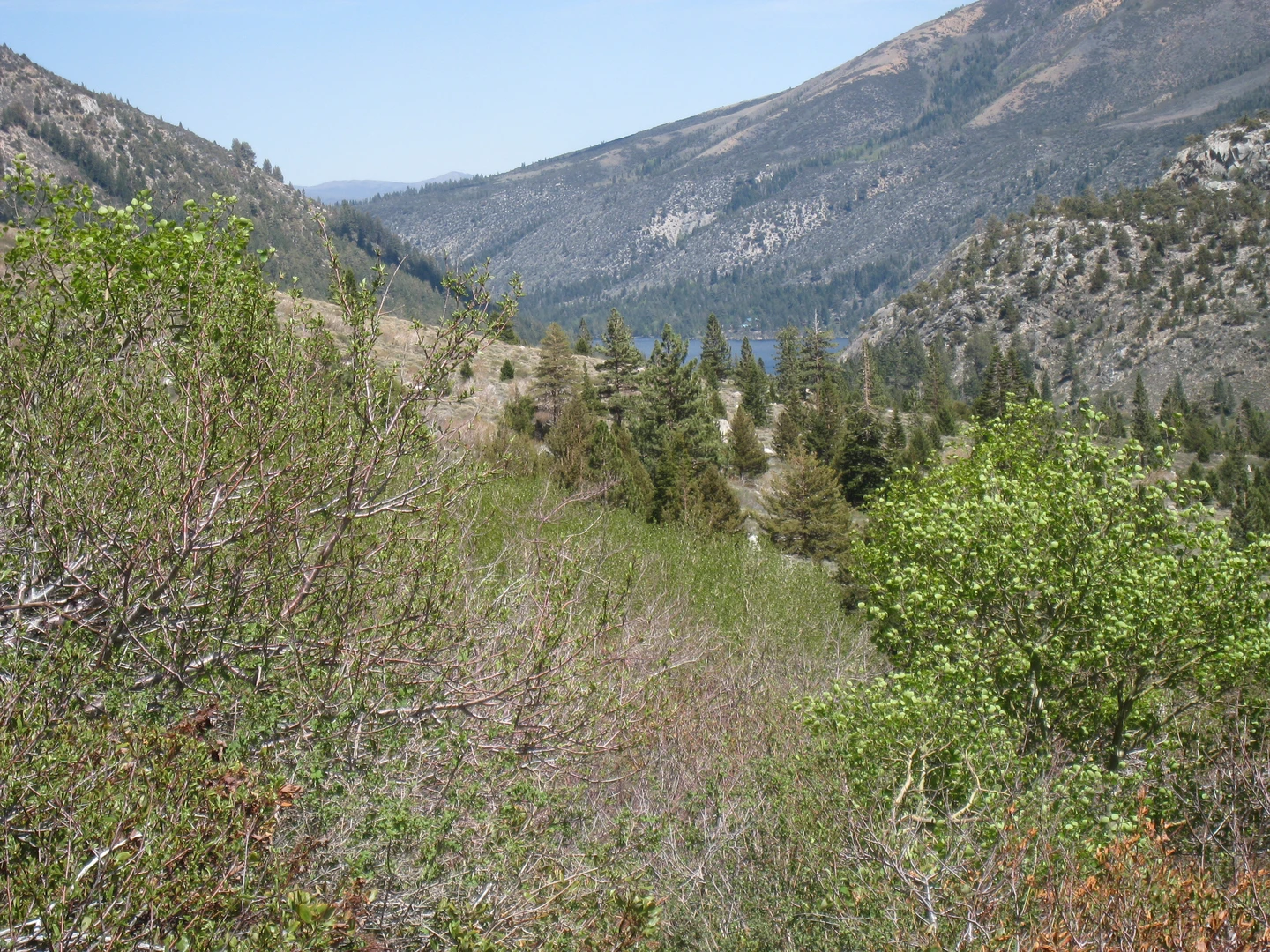 An image depicting the trail Barney and Robinson Lakes via Robinson Creek Trail and its surrounding area.