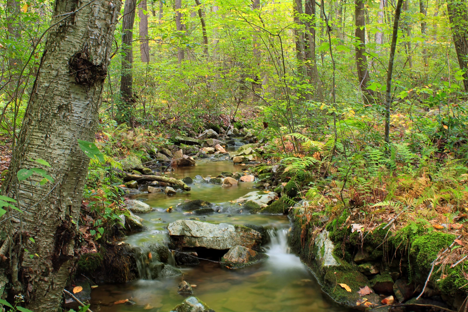 An image depicting the trail Welsh Mountain Blue Trail and its surrounding area.