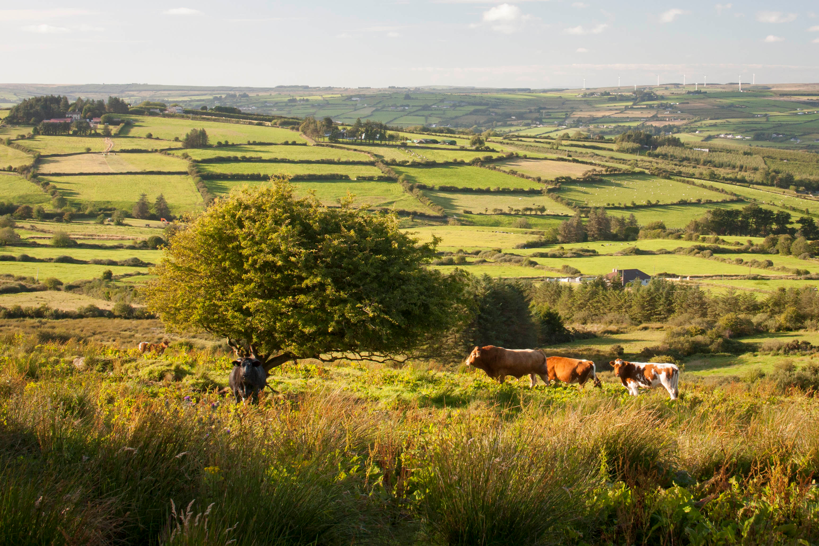 An image depicting the trail Limerick Greenway and its surrounding area.