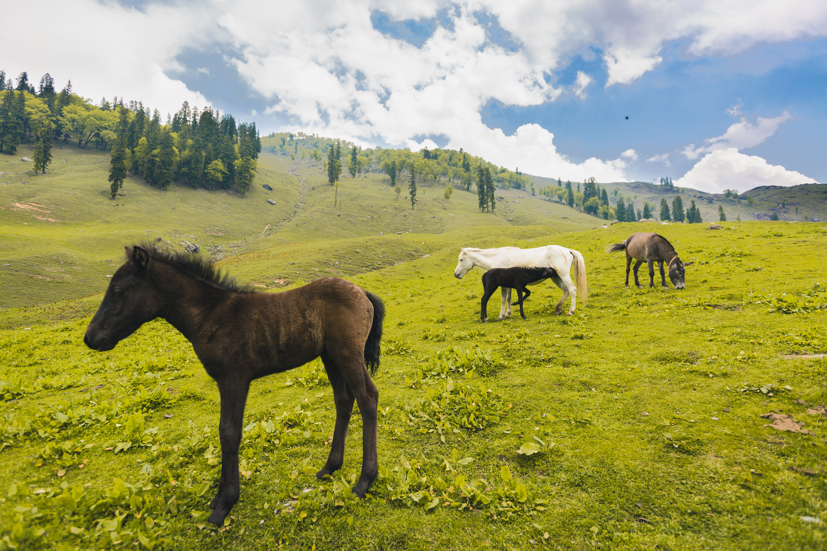 An image depicting the trail Deo Tibba Trek and its surrounding area.