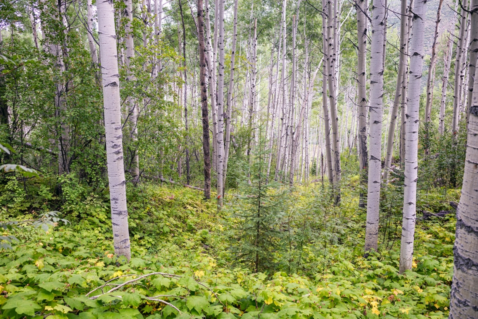 An image depicting the trail East Lake Creek Trail and its surrounding area.