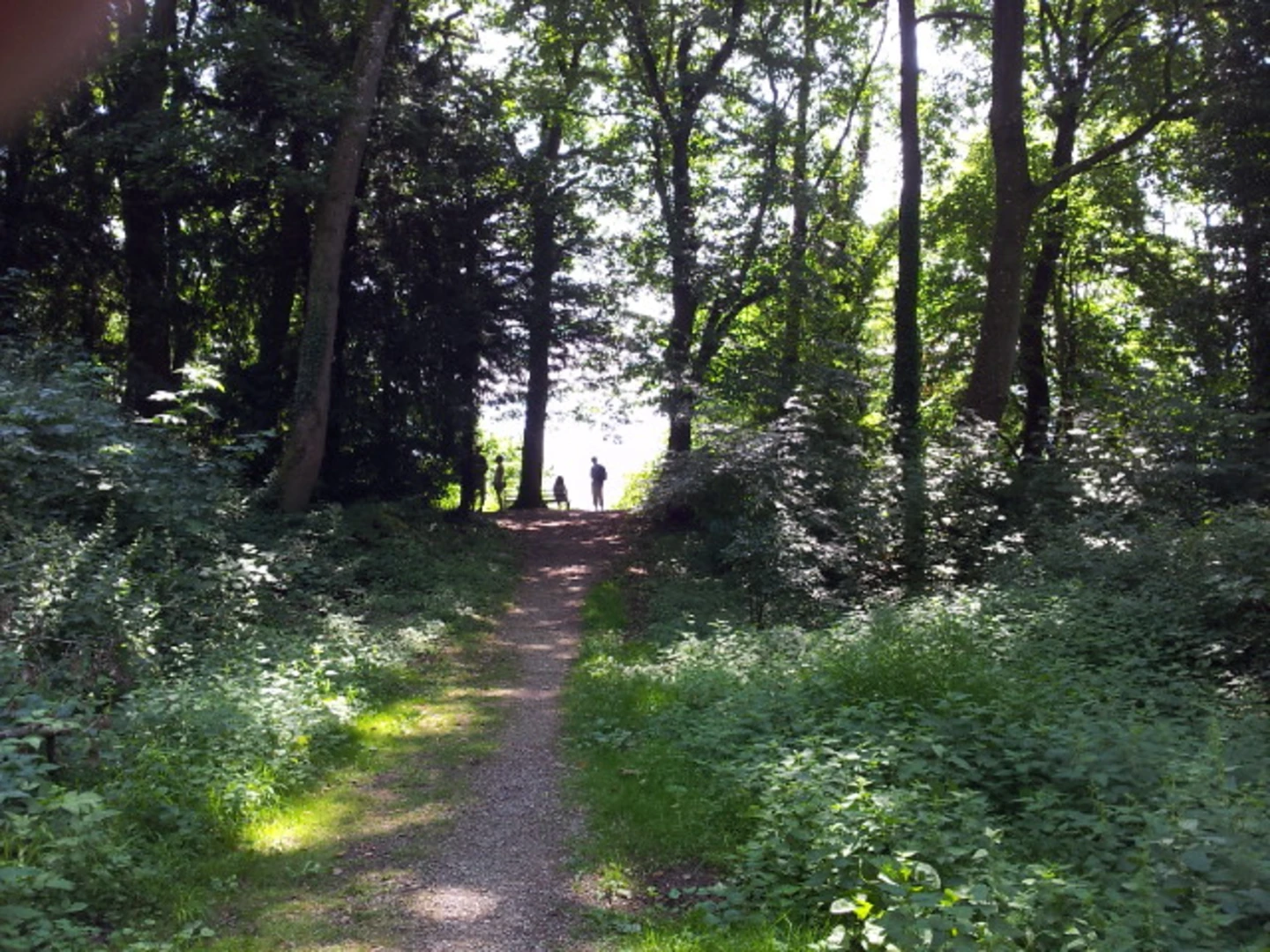 An image depicting the trail Lauterbacher Wandersteig and its surrounding area.