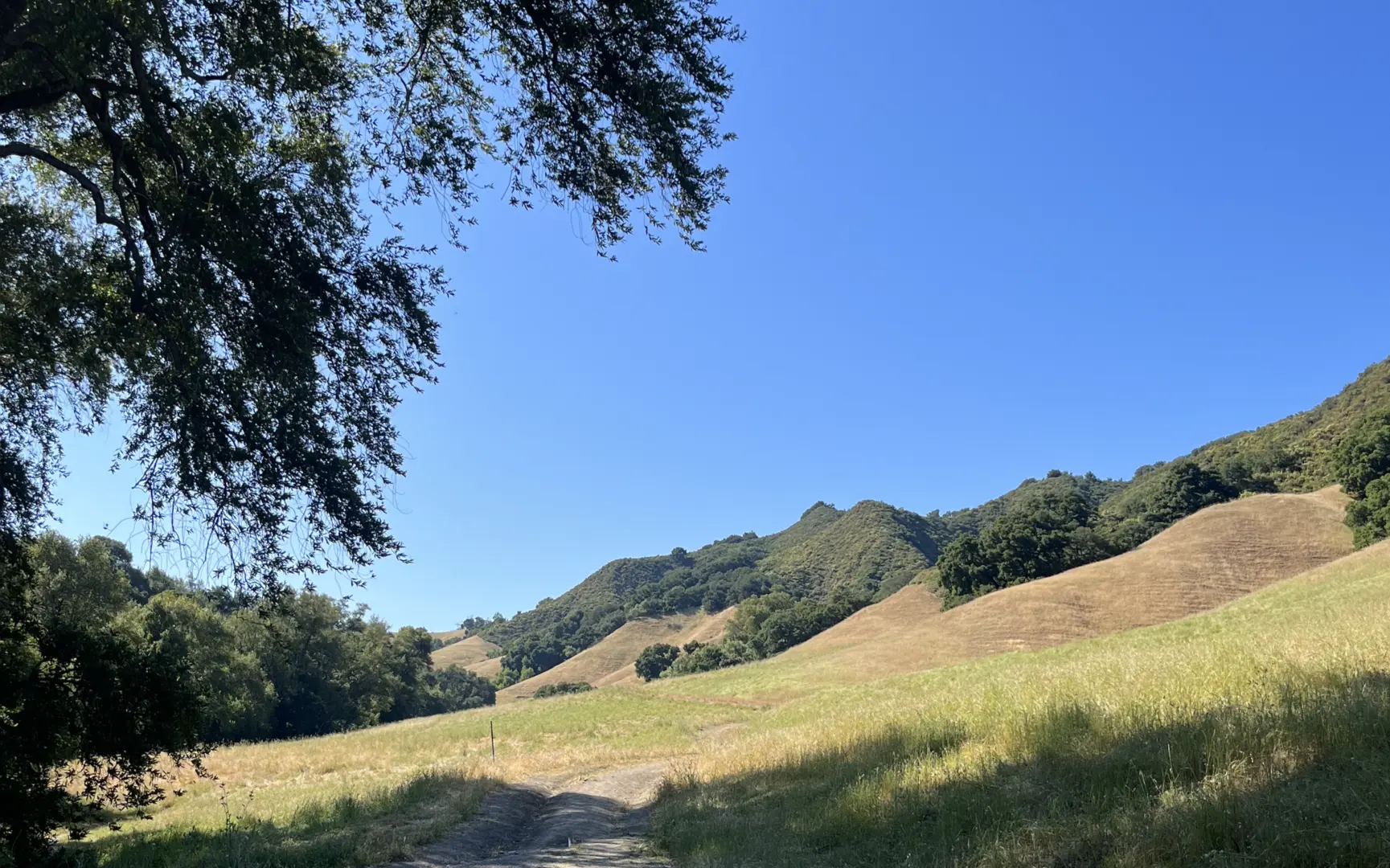 An image depicting the trail Ringtail Cat, Corduroy Hills, Ridge View and Las Trampas Ridge and Calaveras Ridge Loop Trail and its surrounding area.