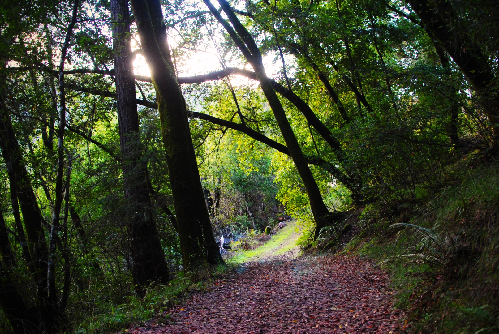 An image depicting the trail Barnabe Mountain Loop and its surrounding area.