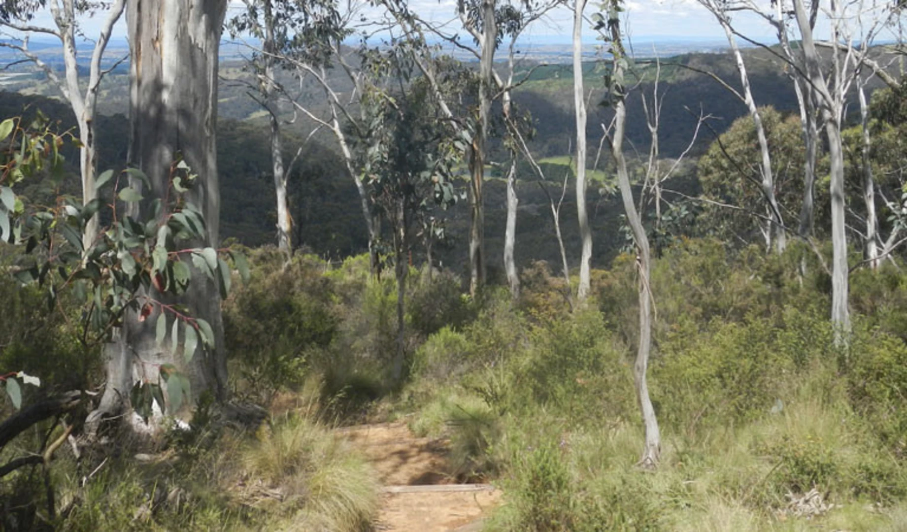An image depicting the trail Mount Towac Walk and its surrounding area.