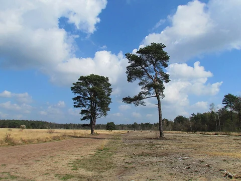 Calluna Route