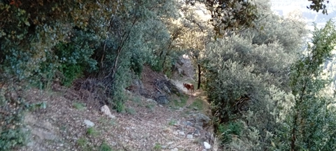 Maxi Tomb per Sant Julià