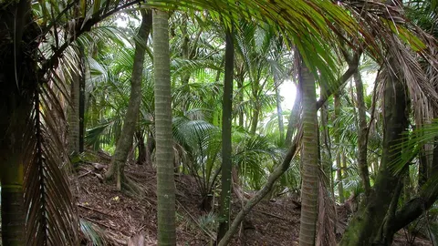 Mangakawa Track