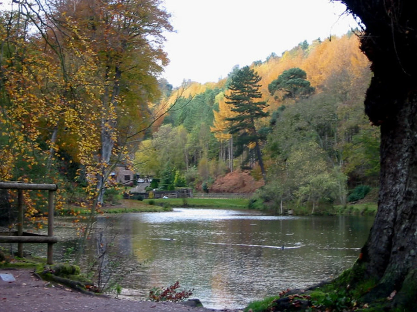 An image depicting the trail Sutton's Wood and Dimmingsdale Wood via Staffordshire Moorlands Walk and its surrounding area.