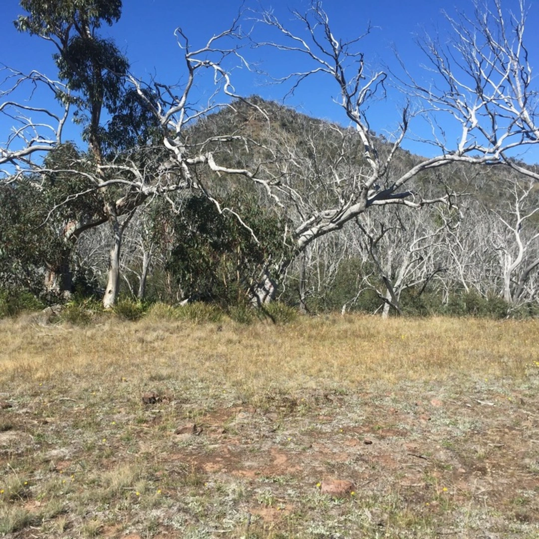 An image depicting the trail Mount Clear Traverse Trail and its surrounding area.