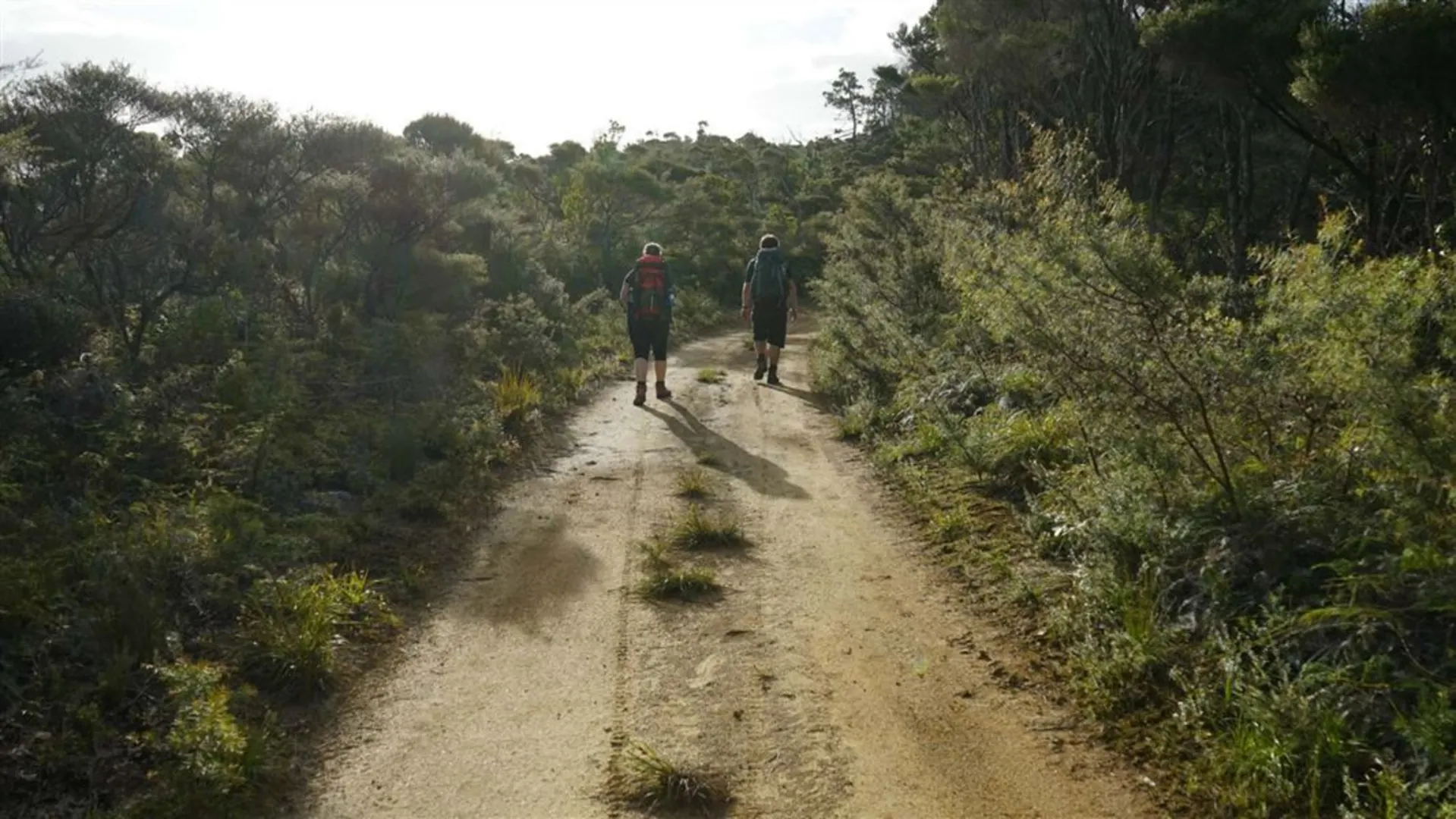 An image depicting the trail Forest Road Port FitzRoy - Whangaparapara and its surrounding area.