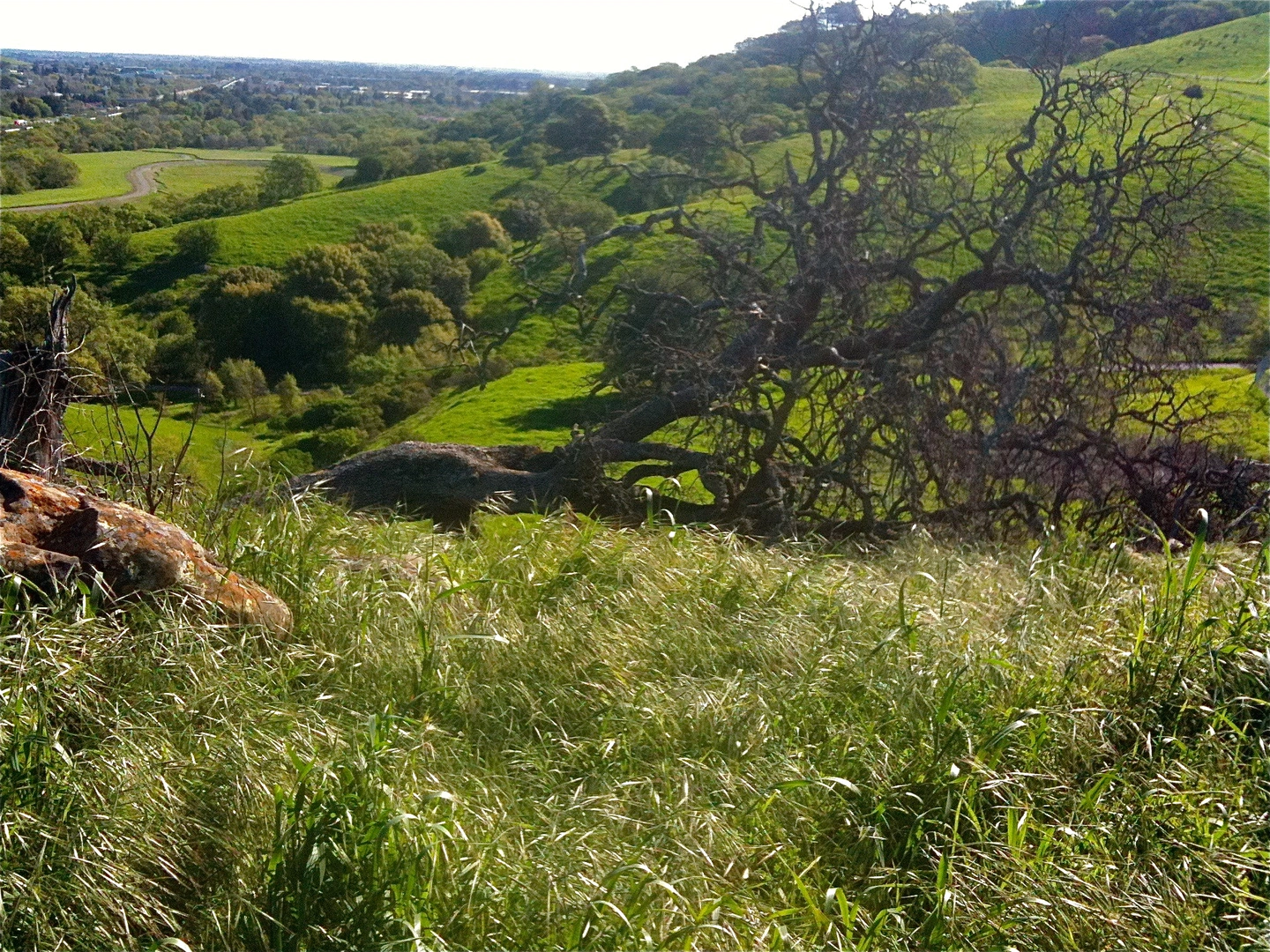 An image depicting the trail Lagoon Valley - Peña Adobe Dog Park Loop and its surrounding area.