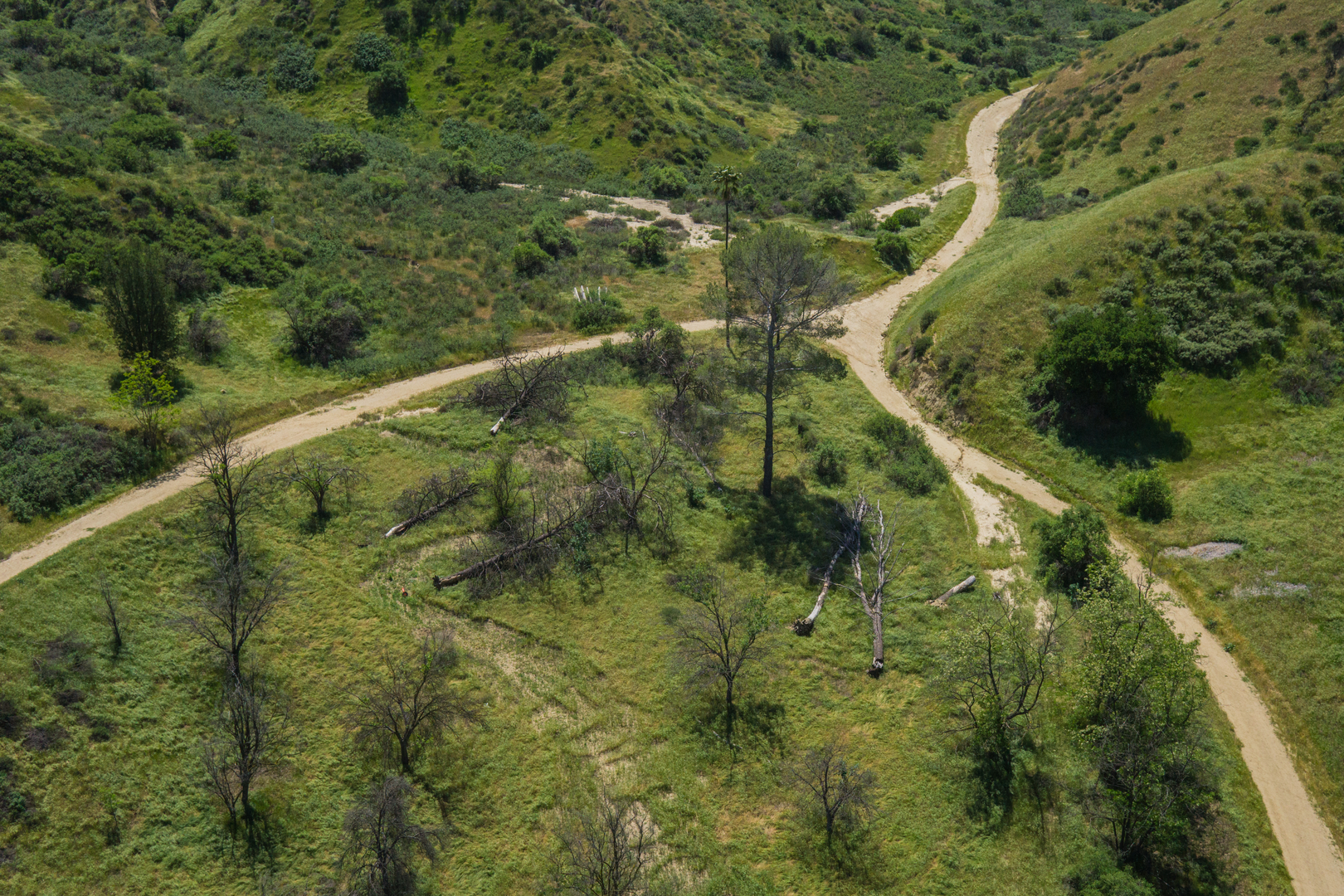 An image depicting the trail Towsley Canyon Short Loop Trail and its surrounding area.