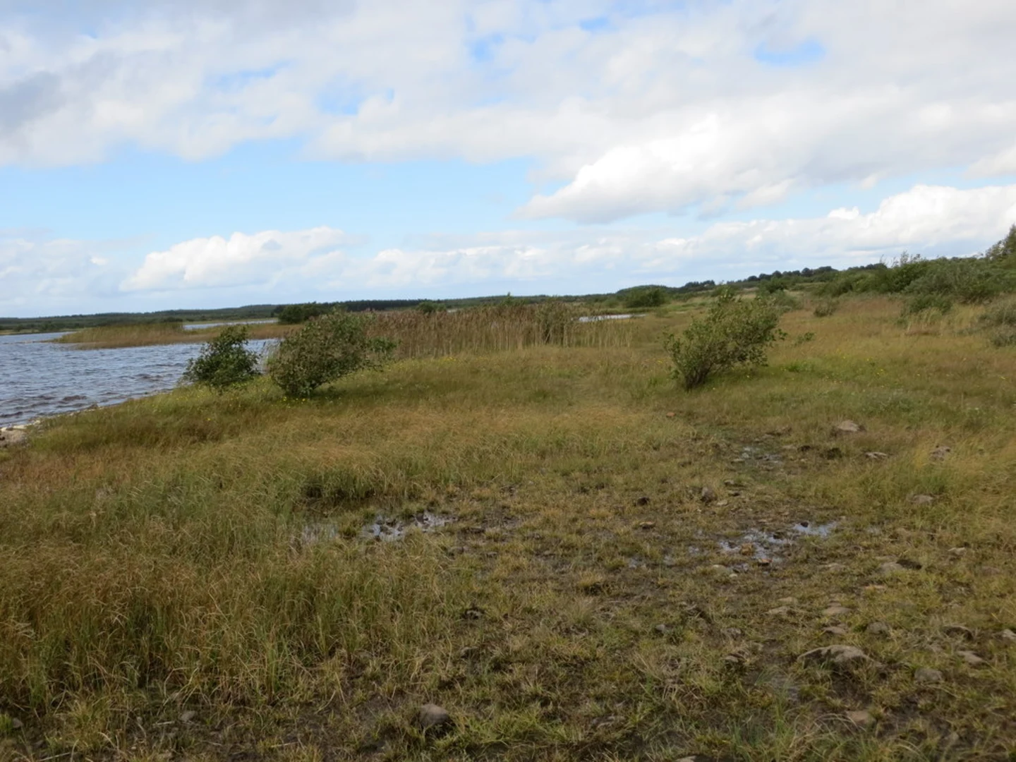 An image depicting the trail Lough O'Flynn - Bog Loop and its surrounding area.