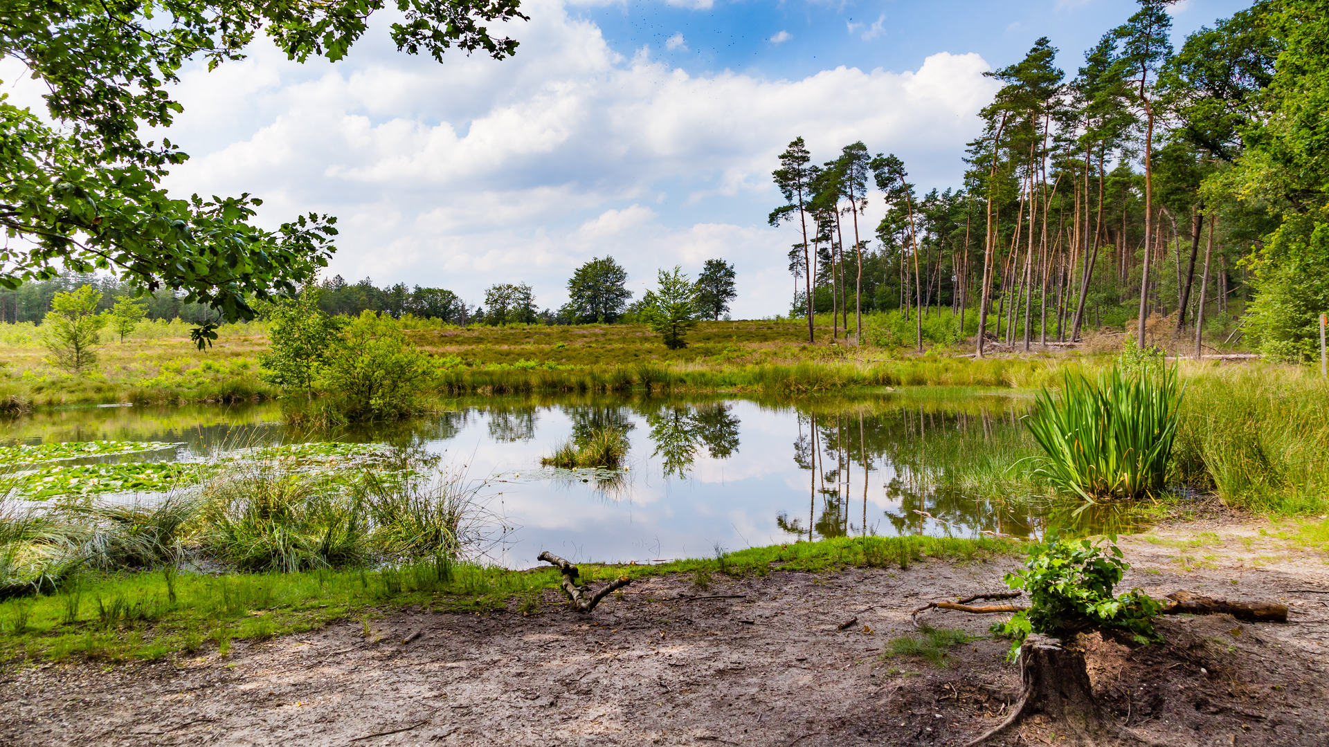 An image depicting the trail Heidebloem, De Pollen and Kompagnieberg Loop and its surrounding area.
