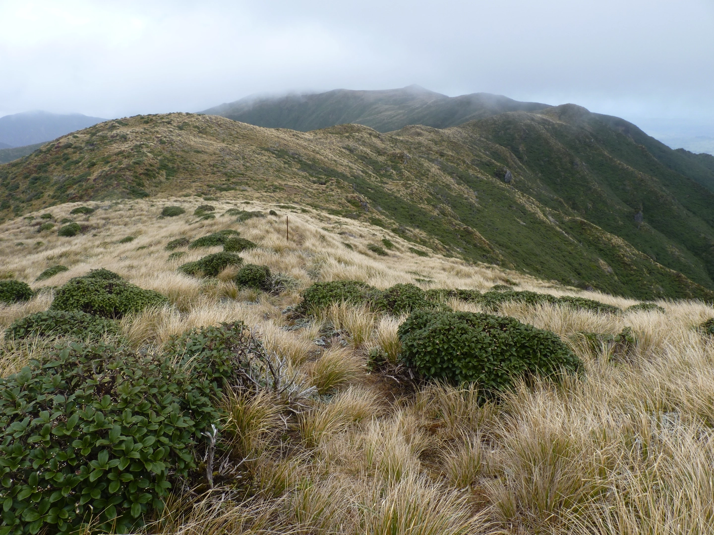 An image depicting the trail Knights-Shorts Loop Track and its surrounding area.