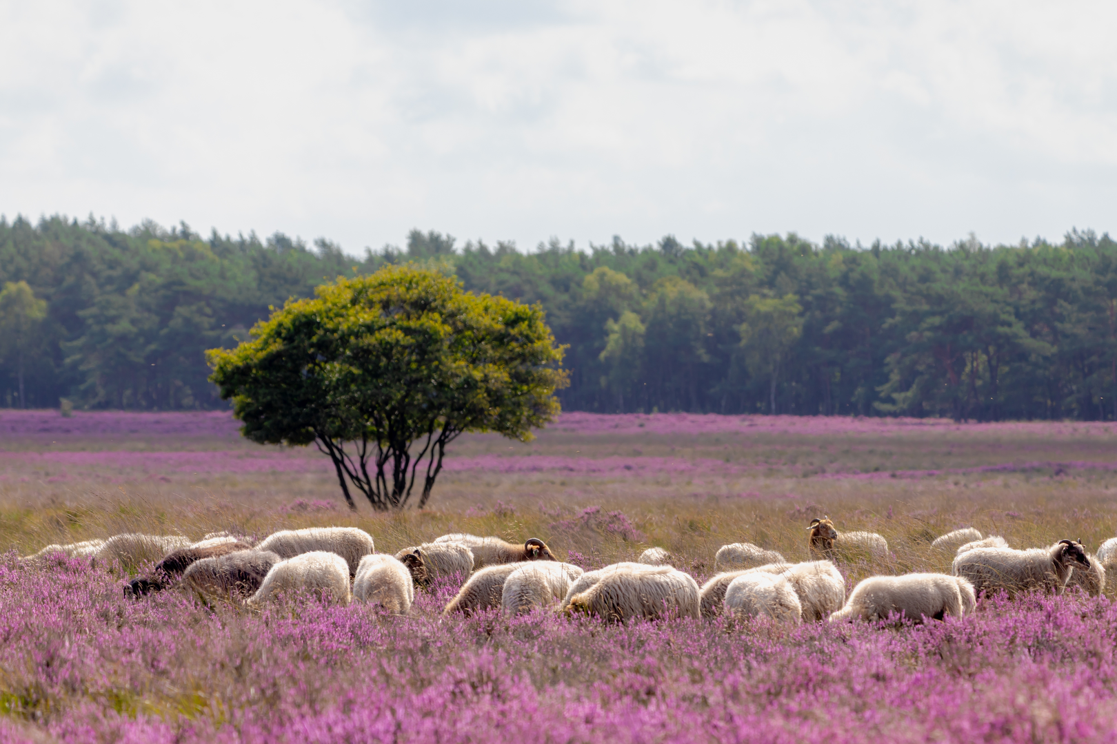 An image depicting the trail Bussumerheide and Westerheide via Zuiderheide and Eemnesser Weg and its surrounding area.