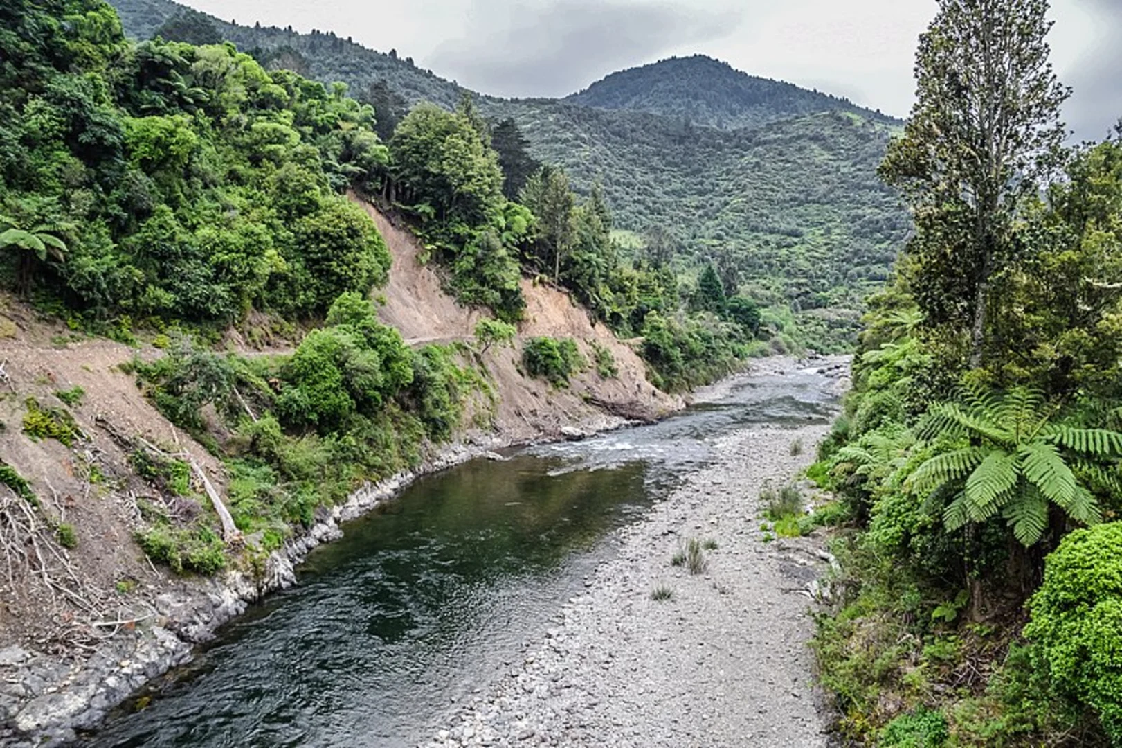 An image depicting the trail Tauranga Loop Track and its surrounding area.