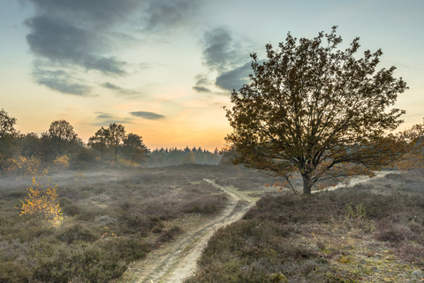 Gasterse Duinen and De Burgvallen Loop