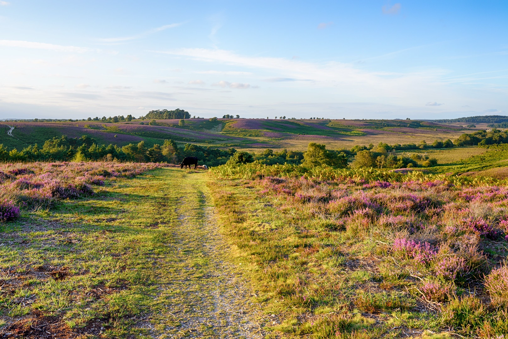 An image depicting the trail Coleridge Way and its surrounding area.