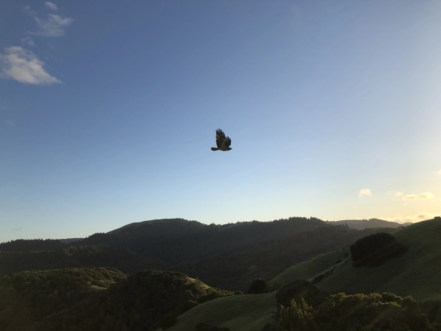 An image depicting the trail Loma Alta Open Space Preserve Loop and its surrounding area.