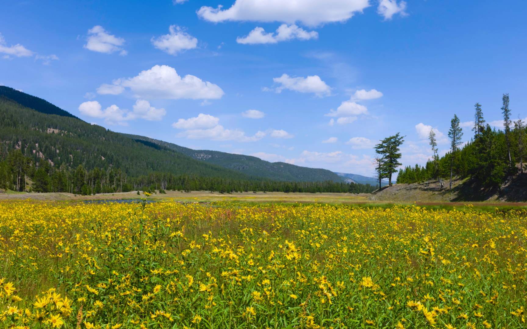 An image depicting the trail Widewater Trail via Russel Creek Trail and its surrounding area.
