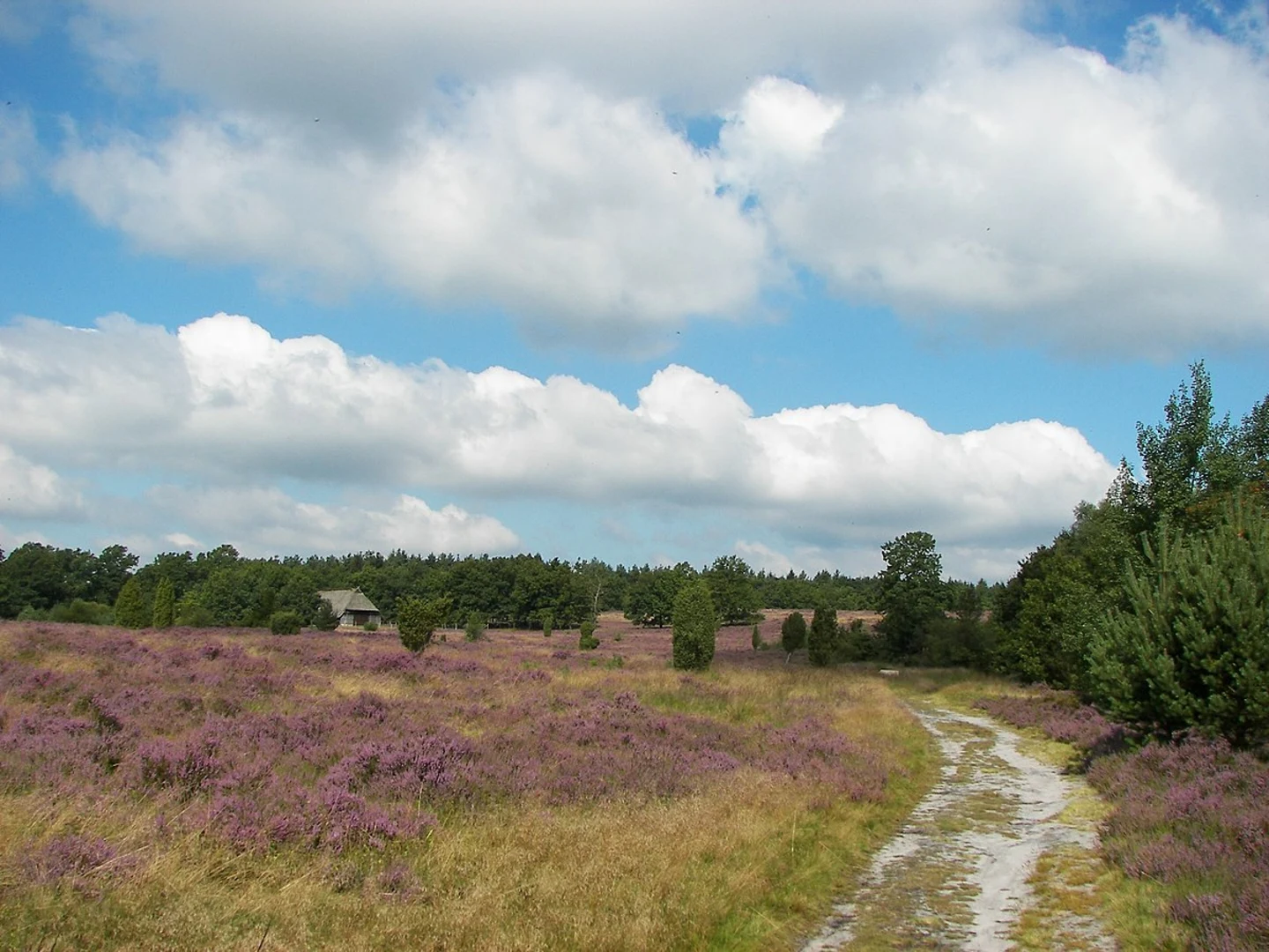 An image depicting the trail Luneburger Heide, Stattberg and Totengrund Loop and its surrounding area.