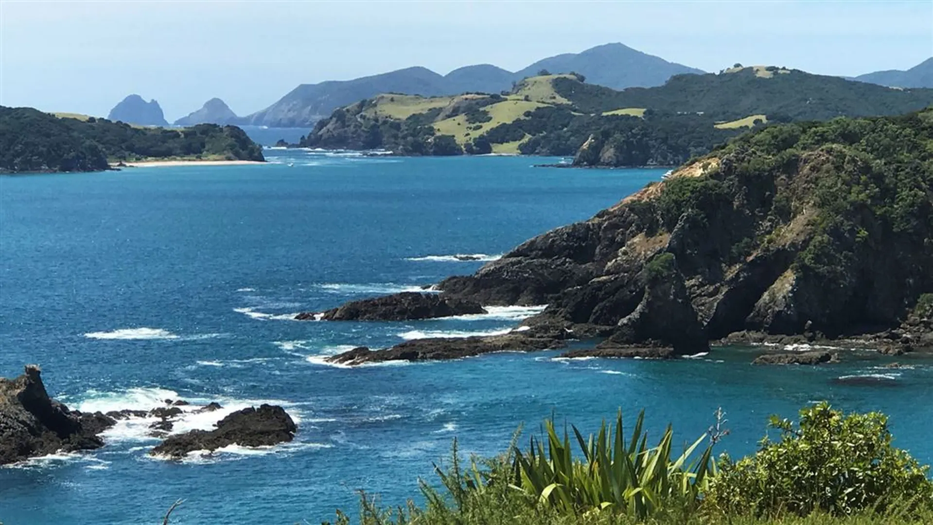 An image depicting the trail Moturua Island Track and its surrounding area.