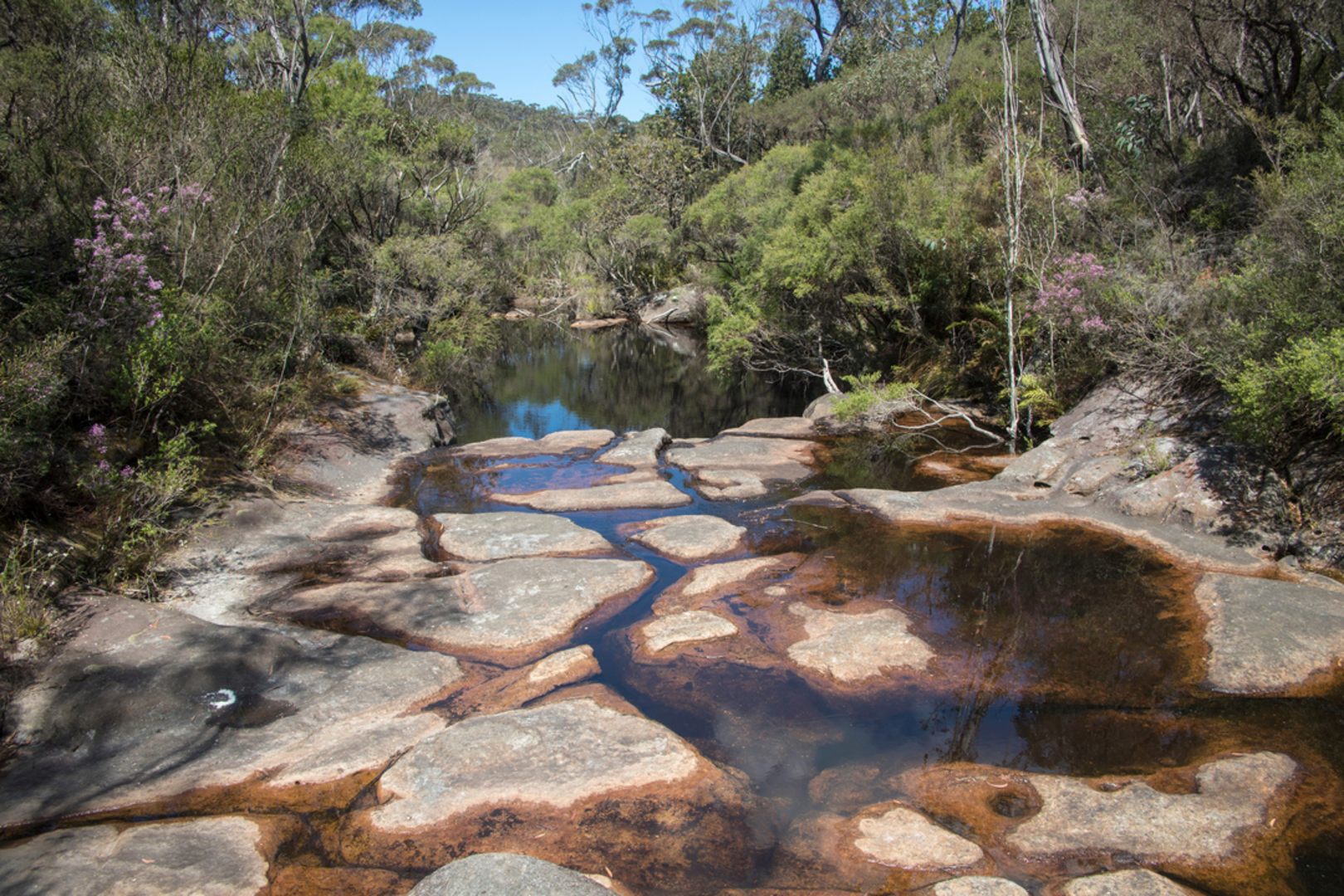 An image depicting the trail Illawarra Lookout Track and its surrounding area.