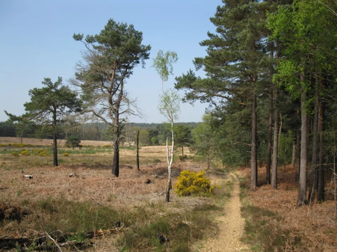 Lightwater Country Park and Hammond's Pond Loop
