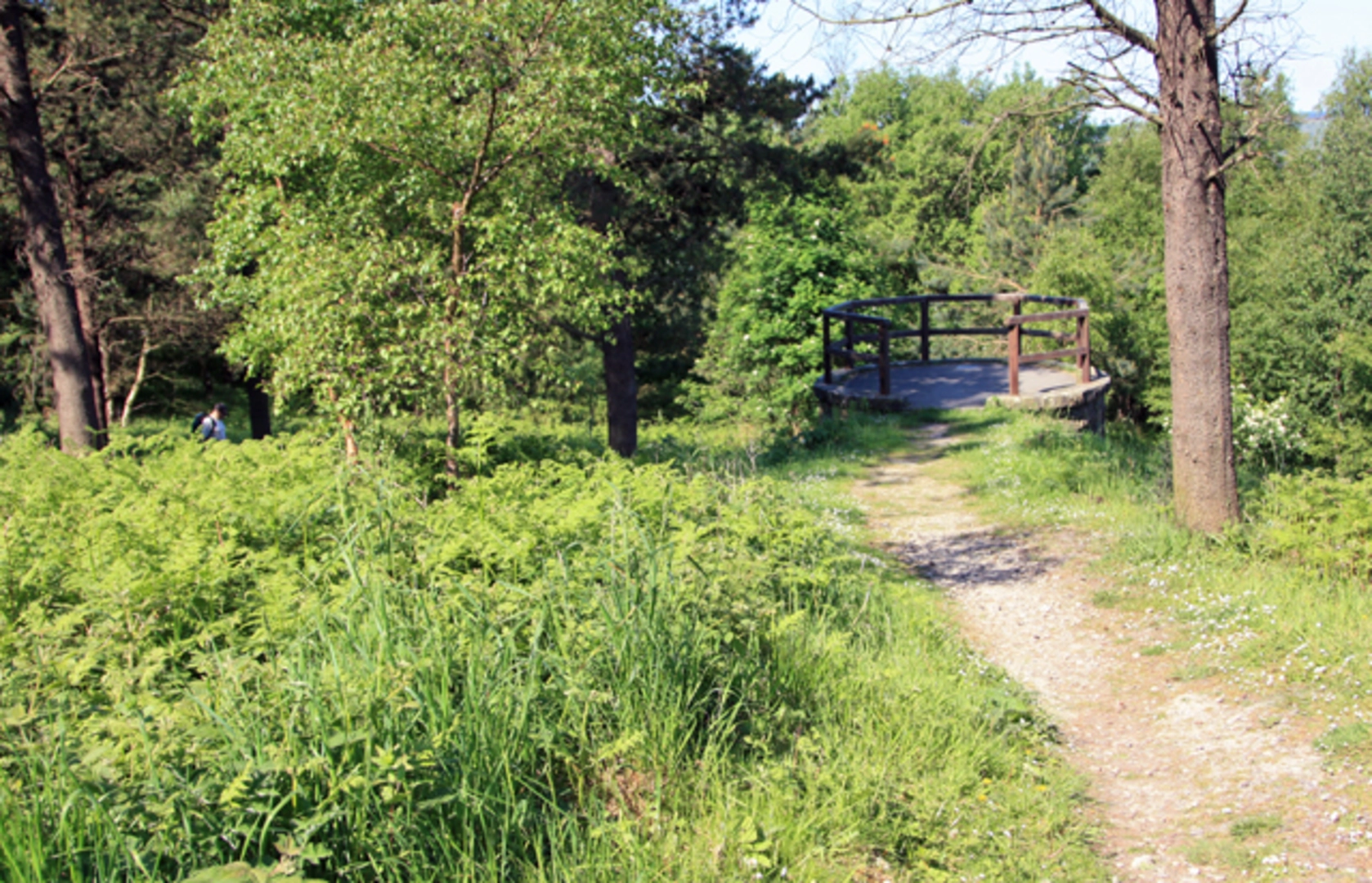 An image depicting the trail Helmsley to Newgate Plantation Loop and its surrounding area.