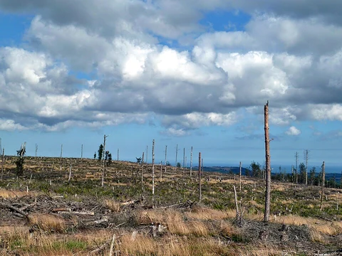 Bousdale Wood, Hutton Lowcross Woods and Highcliff Wood Walk