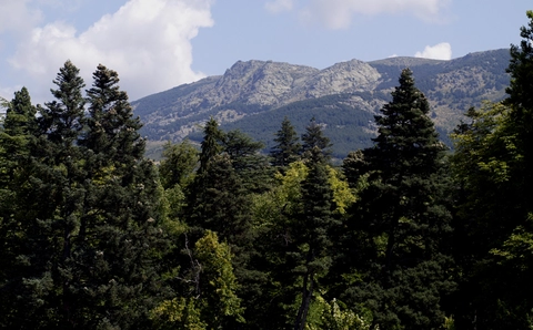 Valsaín Forest