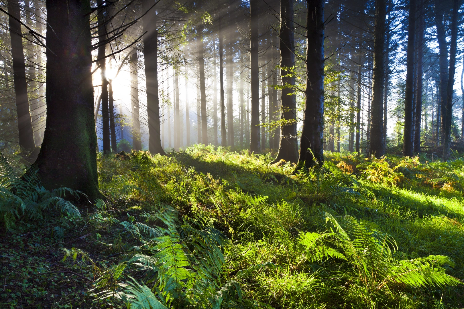 An image depicting the trail Union Wood - Mountain Access Route and its surrounding area.